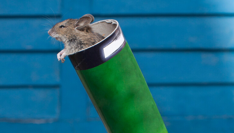 Mouse preparing for launch