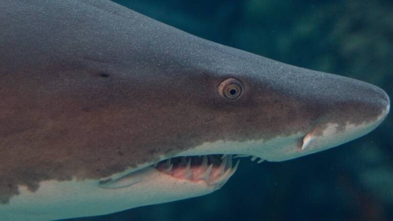 Hai im Aquarium in Tampa, Florida (15.11.2022)