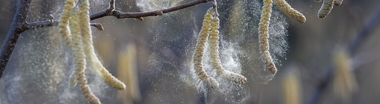 Pollen schütteln sich von den Kätzchen, die an einem Haselnussbaum in einer Obstplantage in der Nähe von Elkton im Südwesten Oregons baumeln. Kätzchen sind zylindrische Blütenbüschel, die auf meist windbestäubten und manchmal auch insektenbestäubten Bäumen wachsen.