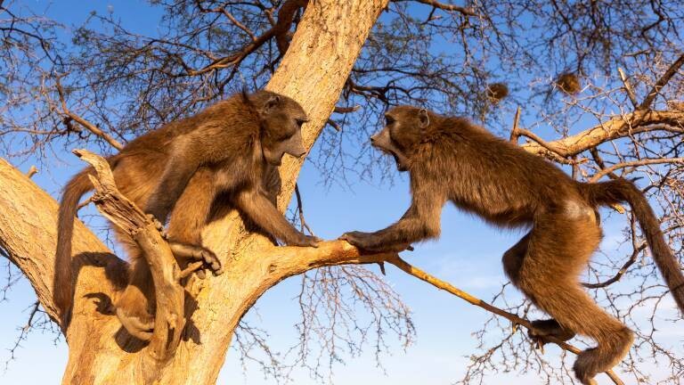 Zwei Bärenpaviane im Baum fauchen sich an