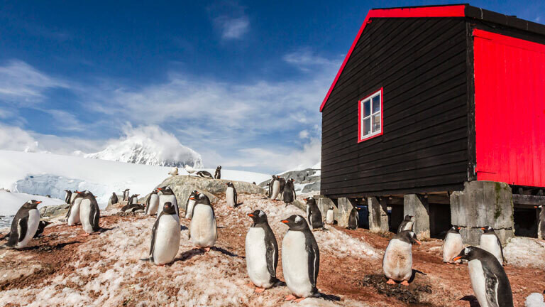Pinguin auf Port Lockroy in der Antarktis