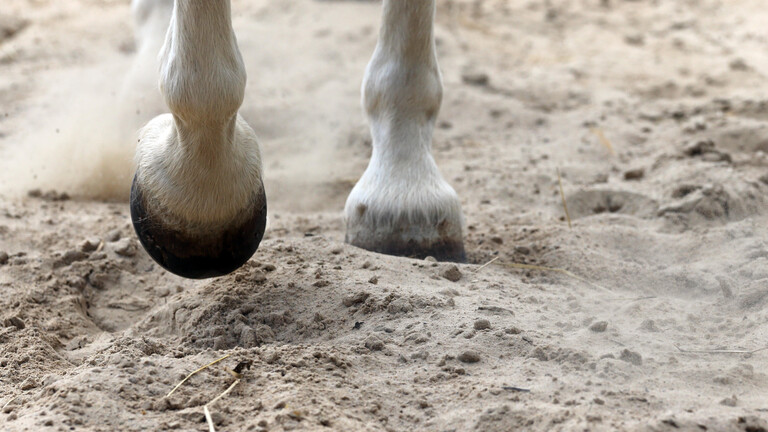 Pferdehufe laufen über Sandboden.