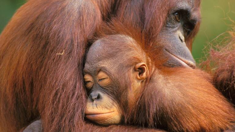Zwei kuschelnde Orang-Utans