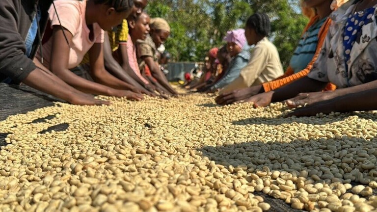 Kaffeeernte in Äthiopien