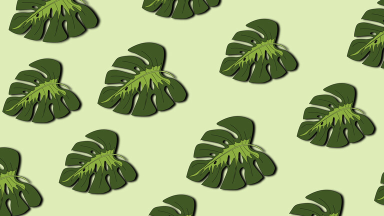 Blätter einer Monstera auf hellgrünem Hintergrund