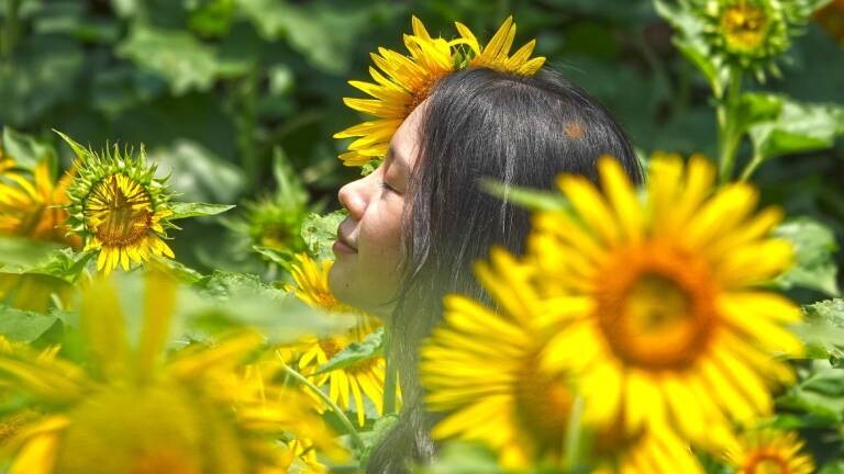 Eine Frau mit einem zufriedenen Gesichtsausdruck inmitten von Sonnenblumen