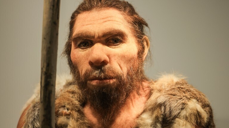 Eine Nachbildung des Neandertalers steht im LVR-LandesMuseum Bonn.