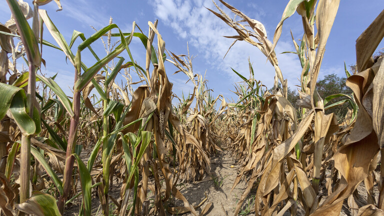Maisfeld bei Trockenheit