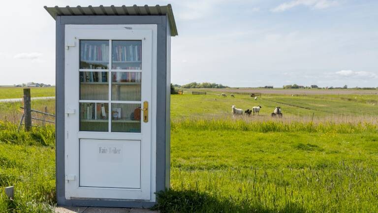 Das Foto zeigt einen Bücherschrank vor einer Schafswiese auf der Insel Pellworm. Im Hintergrund stehen Schafe auf der Wiese.