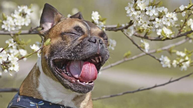 Französische Bulldogge gähnt vor weißen Kirschblüten