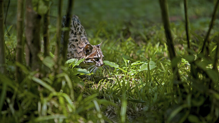 Eine Tigerkatze (leopardus tigrinus) im Gras (Symbolbild).
