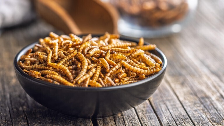 Dried salted worms. Roasted mealworms in bowl on a wooden table.