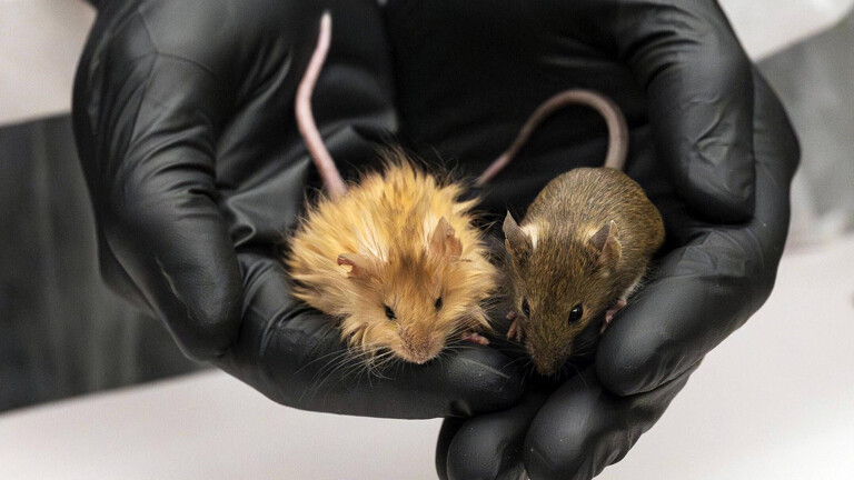 Normale Maus und Mammutmaus