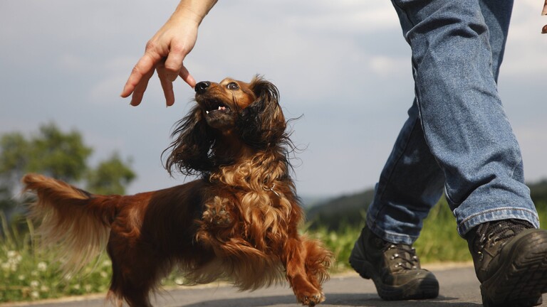 Langhaar-Dackel läuft neben seinem Besitzer