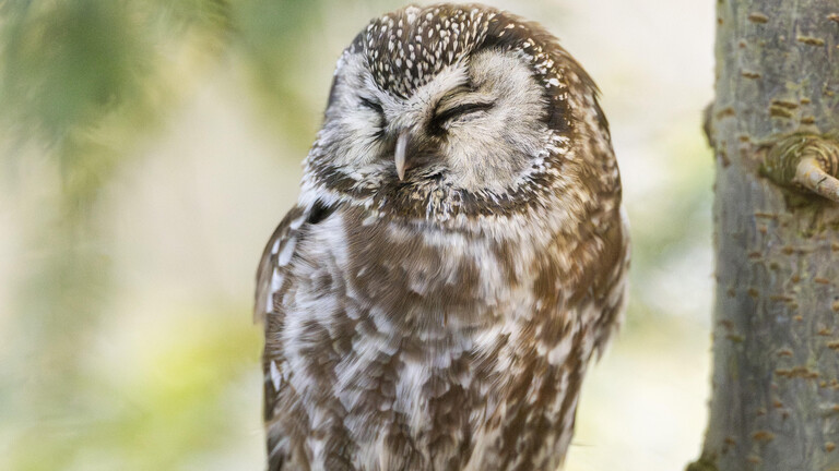 Ein Waldkauz sitzt in einem Baum im Nationalpark Bayerischer Wald.