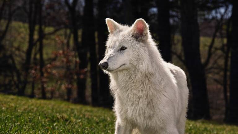 Colossal Biosciences hat die erfolgreiche Geburt ihres neuesten Projekts bekannt gegeben. Auf dem Bilkd ist ein Schattenwolf zu sehen, der eigentlich ausgestorben ist. Durch Genweitergabe leben ihm ähnliche Tiere in umzäunten Gelände der USA.