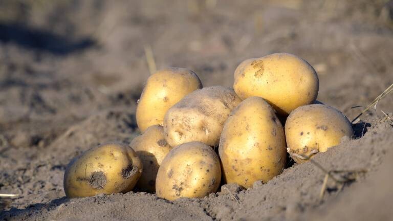 Kartoffeln auf Feld