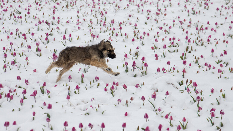 A puppy runs on the field as snow covers tulips during spring time in Kizilkuyu village of Kazimkarabekir district in Karaman, Turkiye on April 10, 2025.