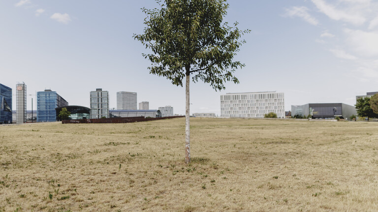 In der Mitte eines verdorrter Rasens im Regierungsviertel in Berlin steht ein kleiner grüner Baum.