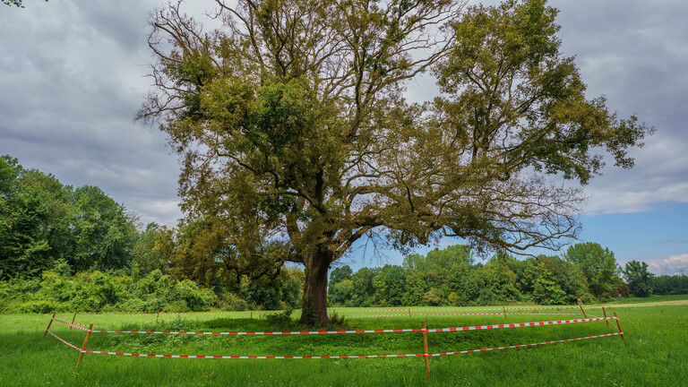 Die mit Herbizid vergiftete «Karl-Spengler-Eiche» ist mit Absperrband gesichert. Seit Wochen tauchen regelmäßig Berichte über vergiftete Bäume in Hessen auf. Nun gibt es neue Fälle in Südhessen. Betroffen ist auch eine 200 Jahre alte Eiche, die Karl-Spengler-Eiche, im Stadtteil Goddelau.