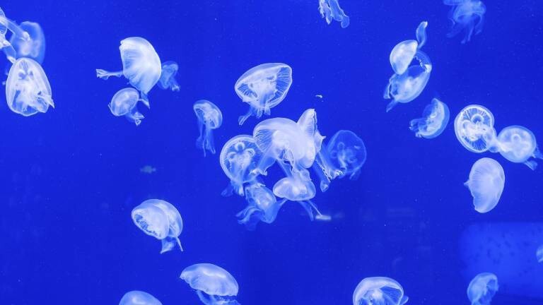 Ohrenquallen in einem Aquarium