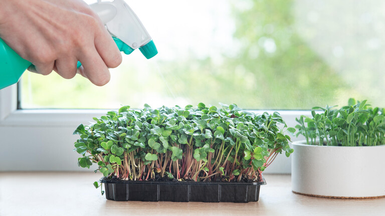Microgreens, Kräuter und Gemüse auf der Fensterbank. Eine Person befeuchtet die Kresse mit einer Sprühflasche.