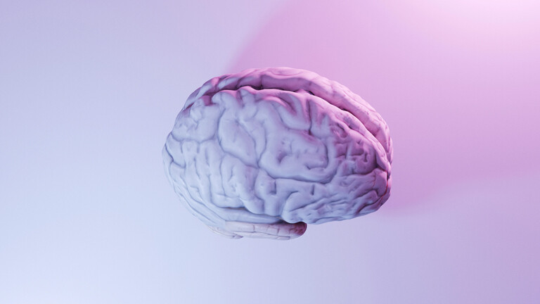 Ein nachgebildetes menschliches Gehirn.