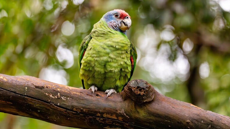 Rotschwanzamazone im brasilianischen Regenwald