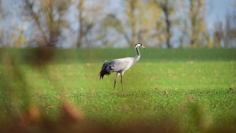 Ein Kranich steht am Ortsrand von Linum auf einem grünen Feld.