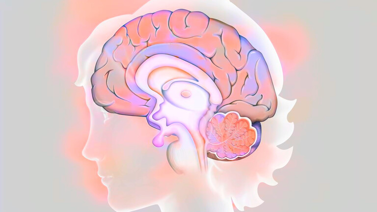 Die grafische Darstellung der Anatomie des Gehirns eingebettet in die Umrisse des Profils einer Frau.