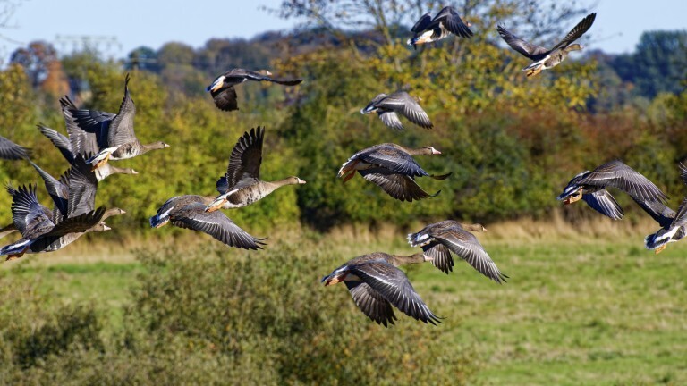 Graugänse (Anser anser) fliegen in einem Schwarm über eine weite herbstliche Landschaft unter blauem Himmel in Mecklenburg-Vorpommern.