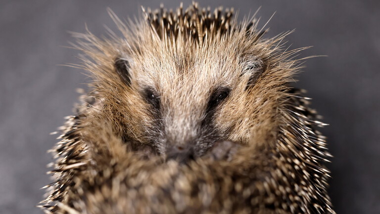 Nahaufnahme eines Igels