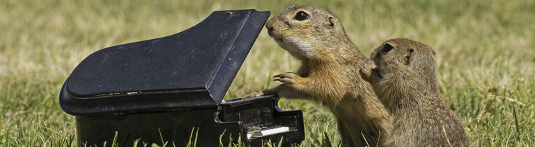 Zwei Ziesel stehen an einem auf einer Wiese stehenden Mini-Klavier