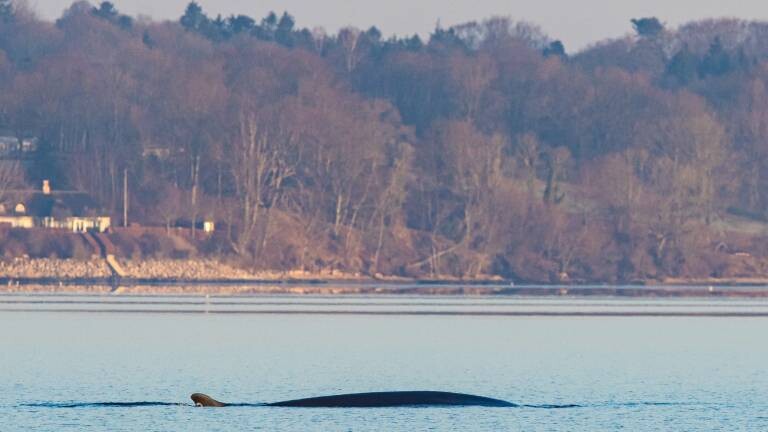 Ein Wal schwimmt in der der Flensburger Förde