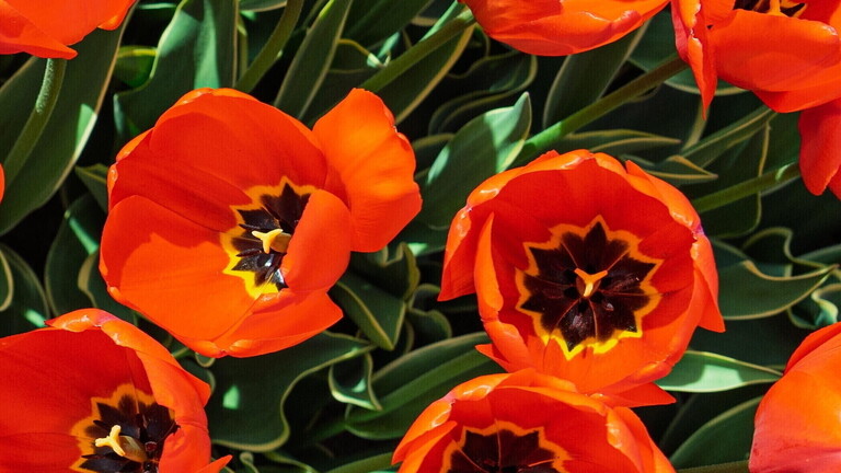 Blick von oben auf rote Tulpen