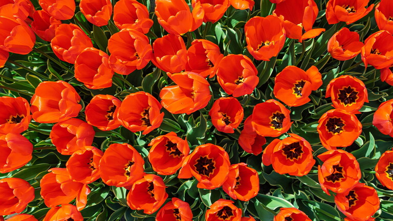 Blick von oben auf rote Tulpen