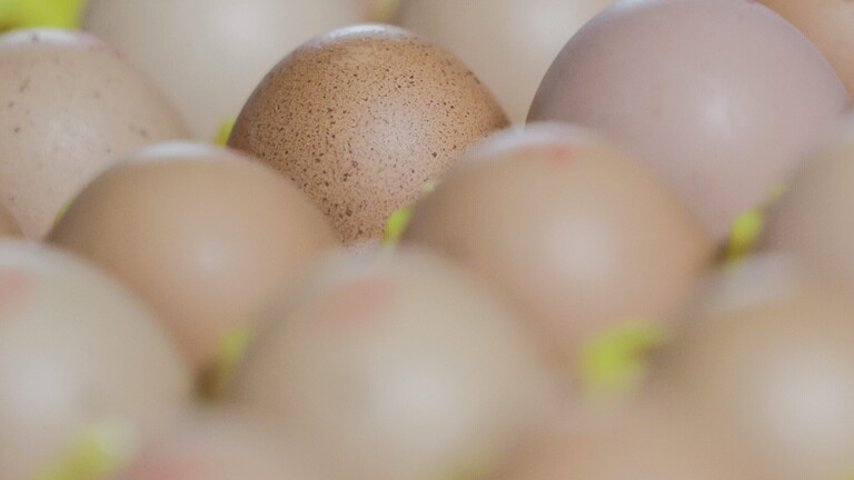 Ein voller Karton mit Eiern.