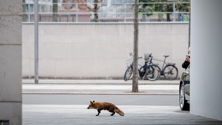Ein Fuchs läuft vor dem Empfang des Präsidenten der Afrikanischen Union über das Gelände des Bundeskanzleramts.