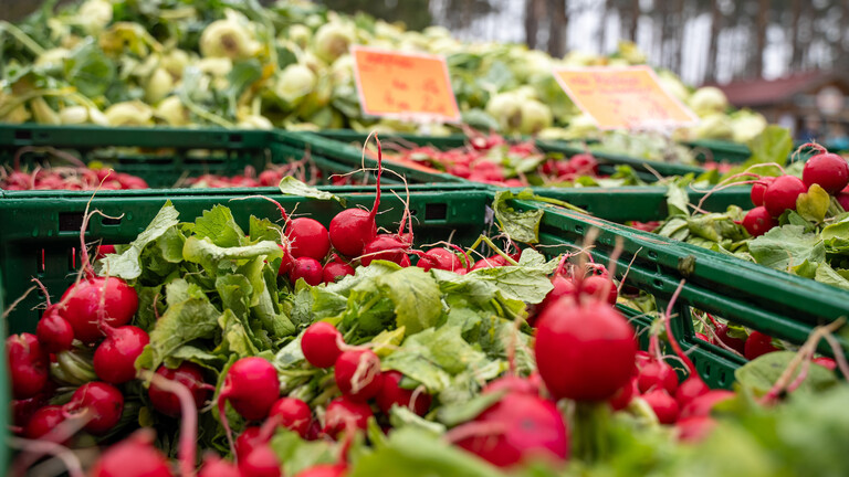 Ein Bund roter Radieschen liegt in einer Kiste auf einem Wochenmarkt.