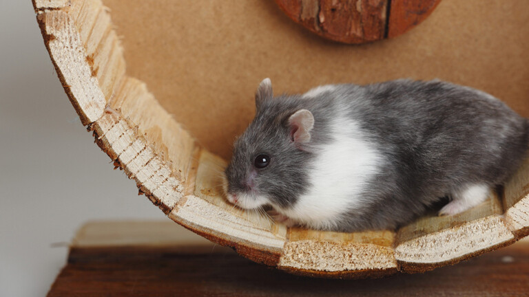Hamster in Laufrad