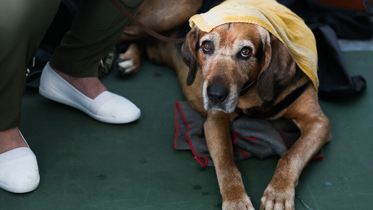 Ein Hund liegt auf dem Boden und hat ein Handtuch zum Kühlen auf dem Kopf.