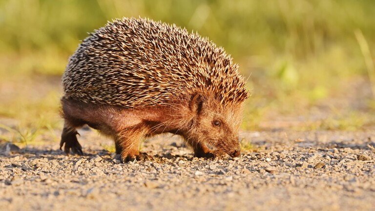 Braunbrustigel, auch Westeuropäischer Igel genannt, läuft einen Schotterweg entlang (Nordrhein-Westfalen)