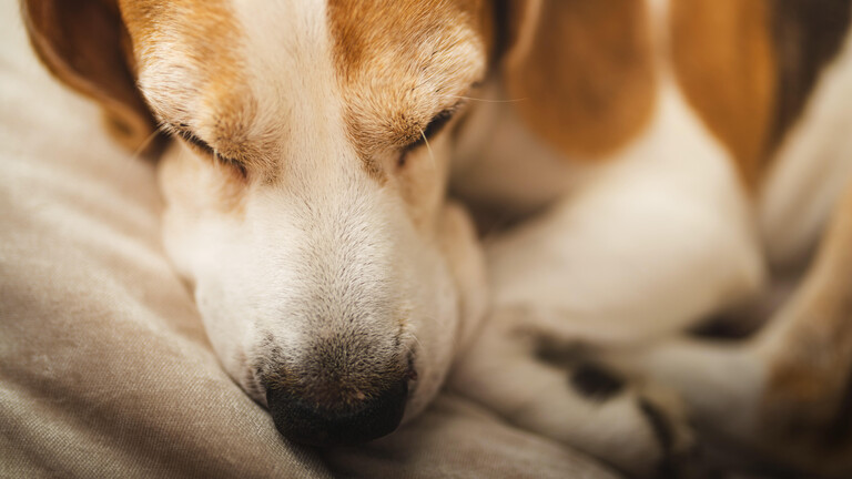 Nahaufnahme eines friedlich schlafenden Beagles