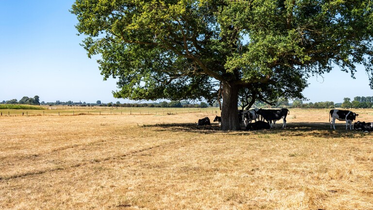 Auf einer ausgetrockneten Weide suchen Kühe unter einem Baum Schutz vor der Hitze.
