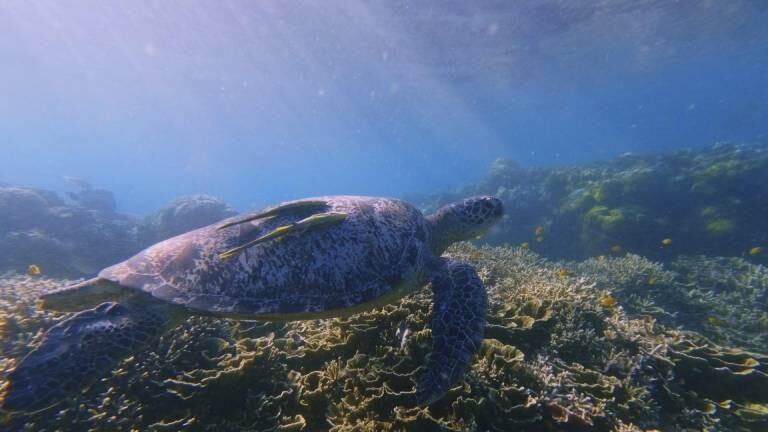 Eine seltene Grüne Meeresschildkröte (Chelonia mydas) mit zwei schlanken Haifischsaugern (Echeneis naucrates) gleitet über dichte Korallen, während sanftes Sonnenlicht durch die Wasseroberfläche scheint.