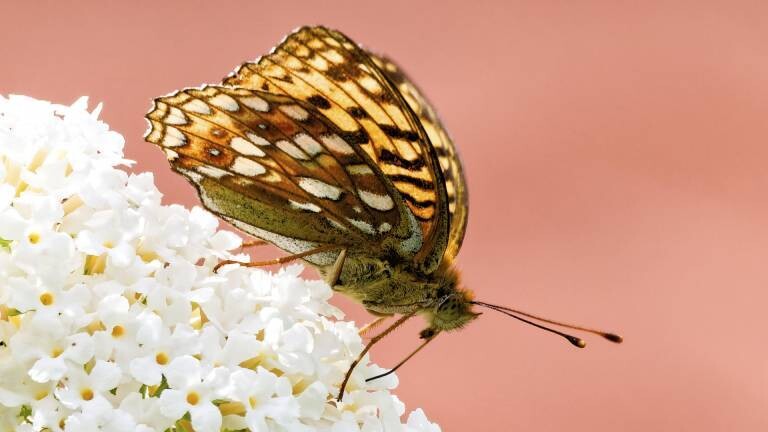 Gemusterter Schmetterling auf weißen Blüten vor einem rosafarbenen Hintergrund