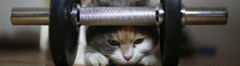Katze unter Gewichtshantel