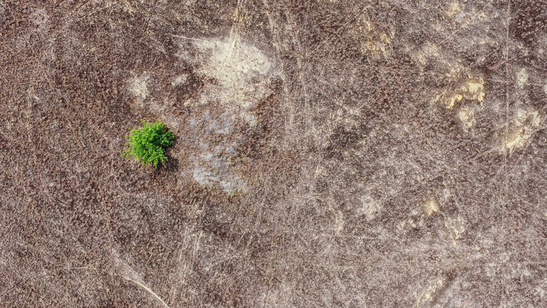 Ein einzelner Baum wächst auf der sogenannten Silbergrasflur in der Lieberoser Wüste (Brandenburg, 28.06.2017)