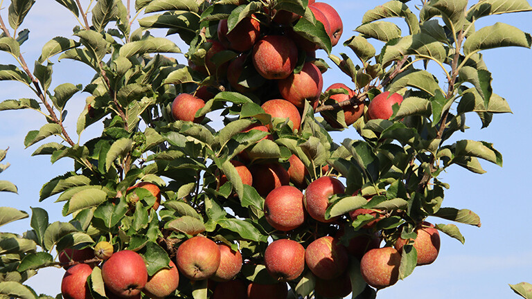 Foto eines Apfelbaumzweiges Im Alten Land bei Hamburg, der mit reifen, roten Äpfeln vollhängt