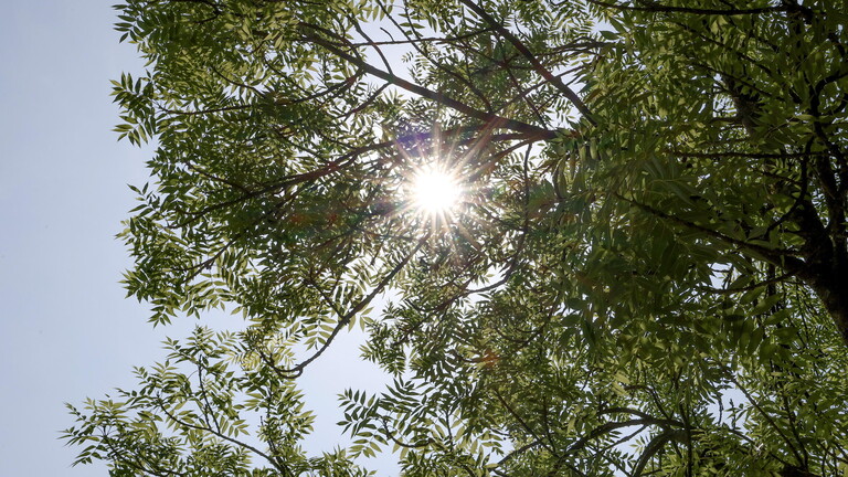 Die Sonne scheint am blauen wolkenlosem Himmel durch einen Baum.